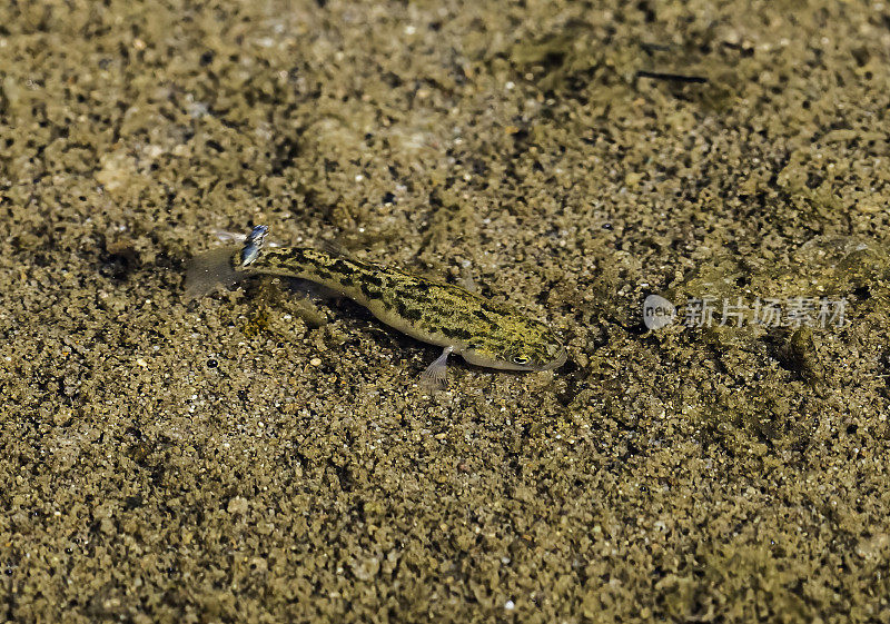 死亡谷pupfish (Cyprinodon salinus)，也被称为盐溪pupfish，发现于死亡谷国家公园。